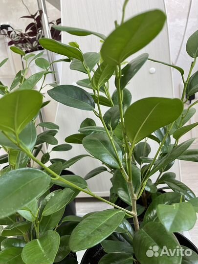 Фикус Маклеин