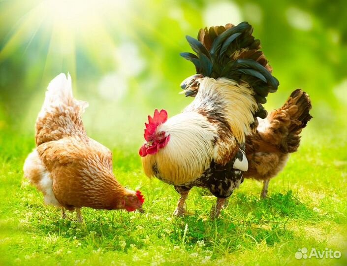 Вахта упаковщик птицефабрика Ростовская область