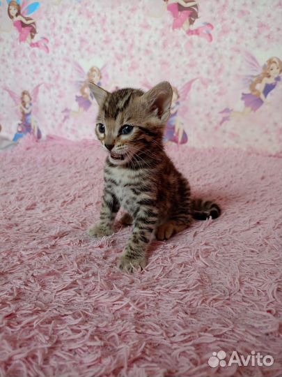 Бенгальская