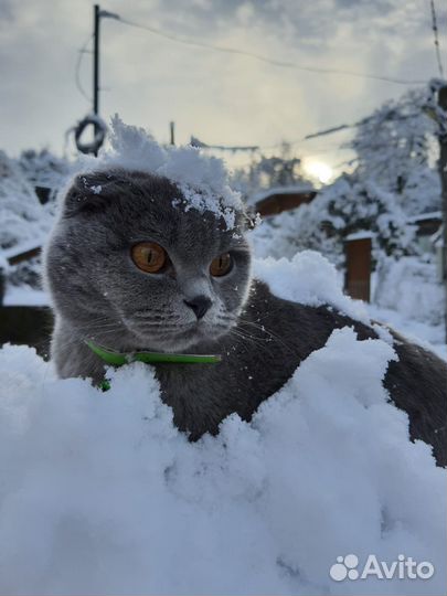 Кошка на вязку