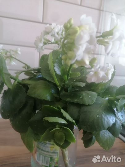 Каланхоэ цветущий (черенки)