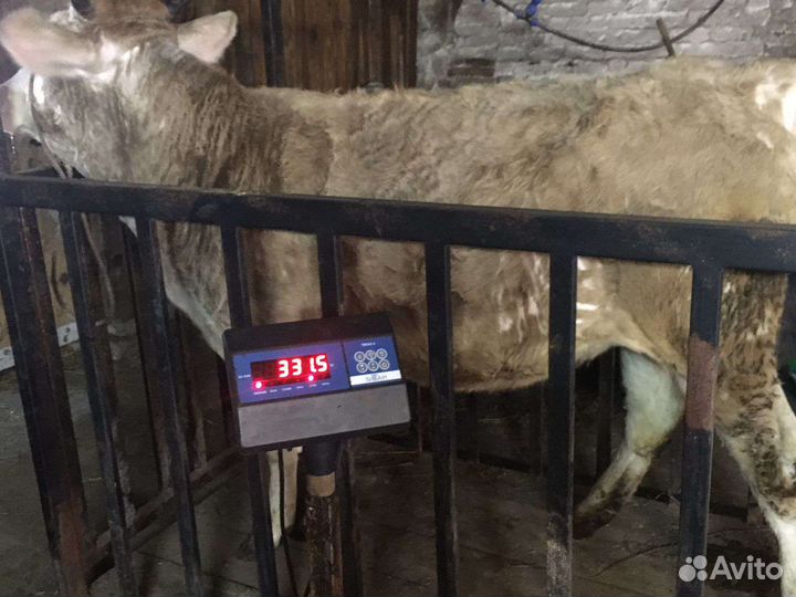 Продам тёлок, живым весом