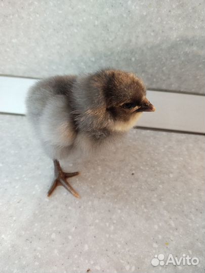 Продаю цыплят