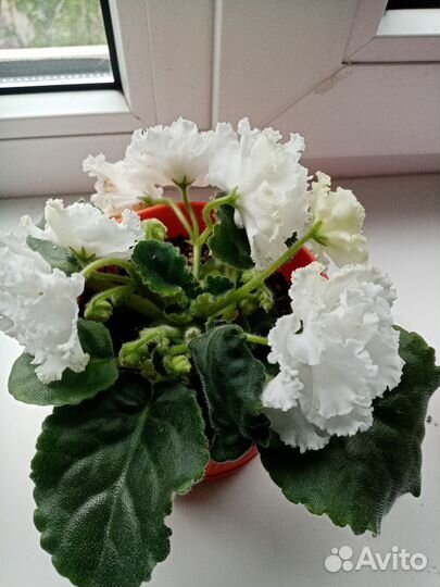 Комнатные цветы