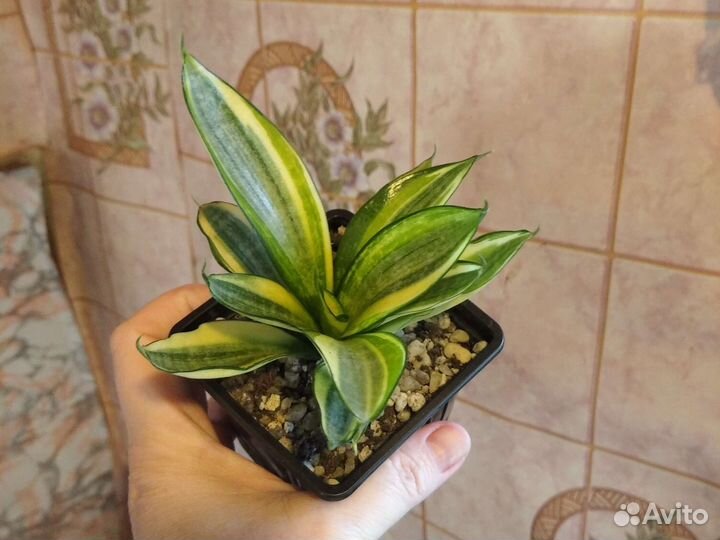Сансевиерии сортовые