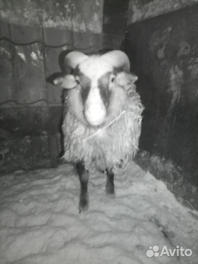 Баран на племя