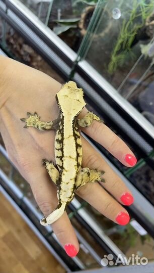 Бананоед самец