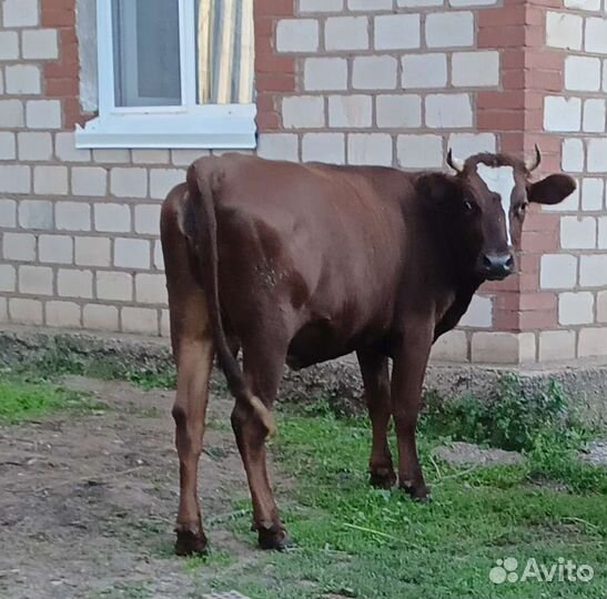 Телка стельная