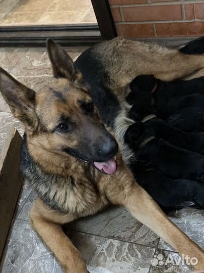 Щенки немецкой овчарки