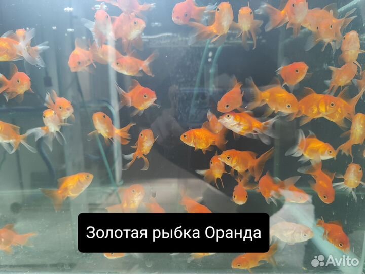 Аквариумные рыбки