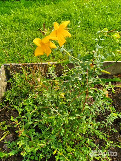 Многолетние цветы