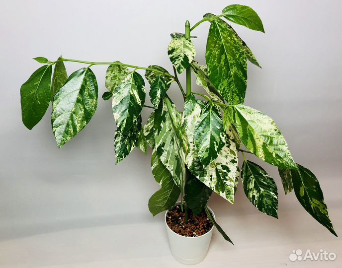 Фикус Эректа вариегатный