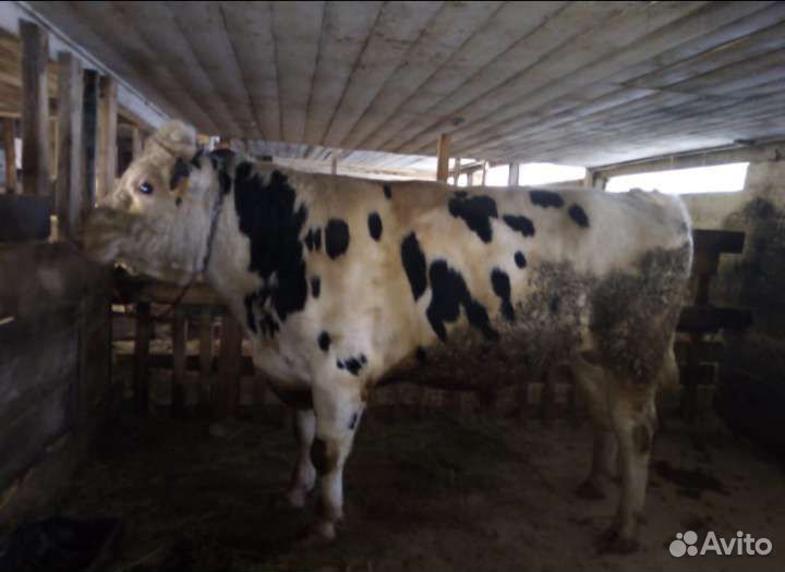 Продаем бычки и телочки