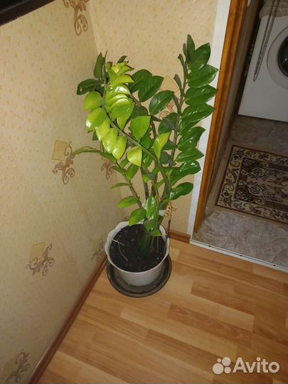 Замиокулькас