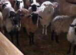 Овцы эдильбаевские