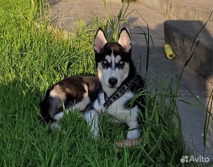 В добрые руки