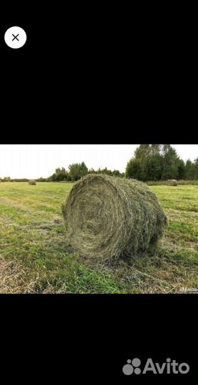 Сено укос 2022