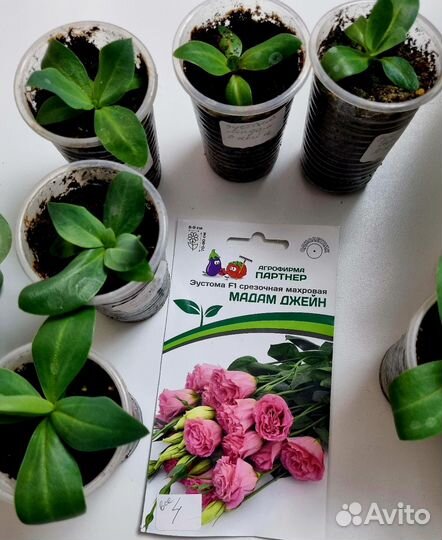 Продам рассаду Эустомы