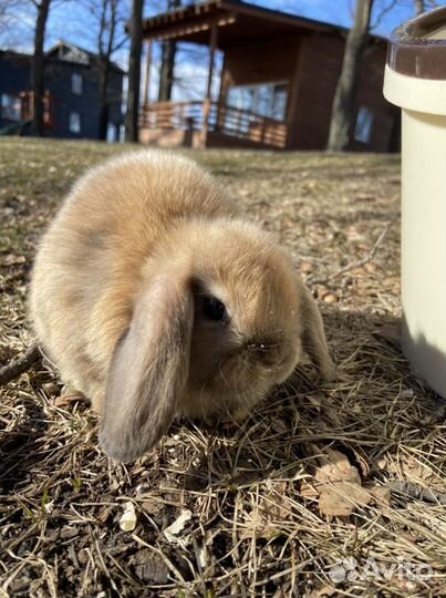 Кролик minilop карликовый вислоухий