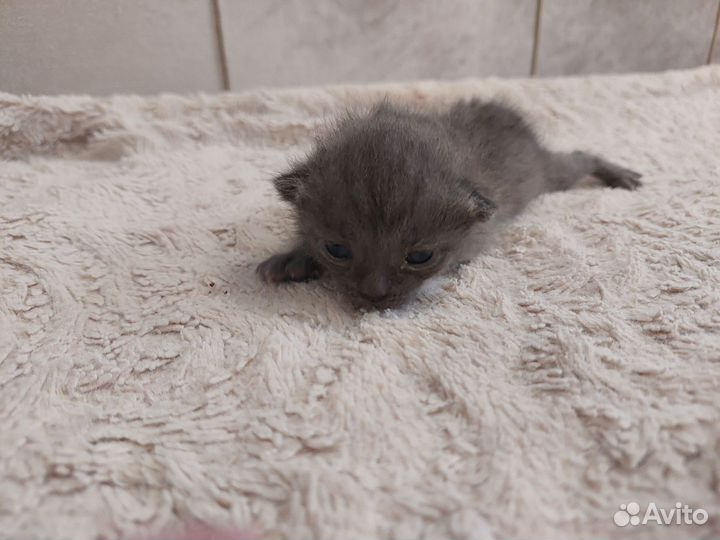 Кошка с котятами