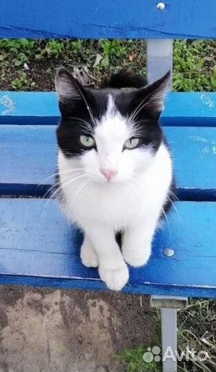 Молодой котик