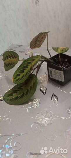 Маранта триколор