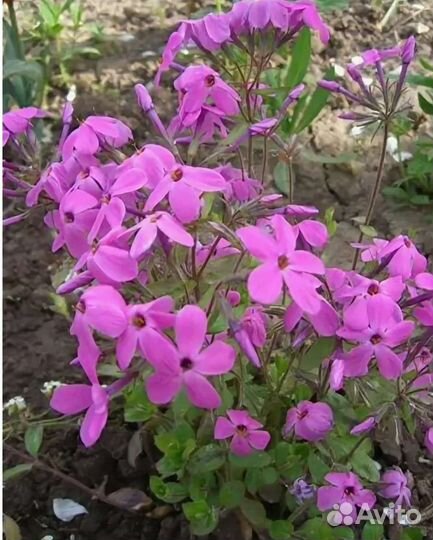 Флокс растопыренный