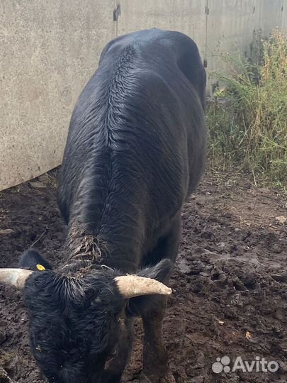 Продажа быков