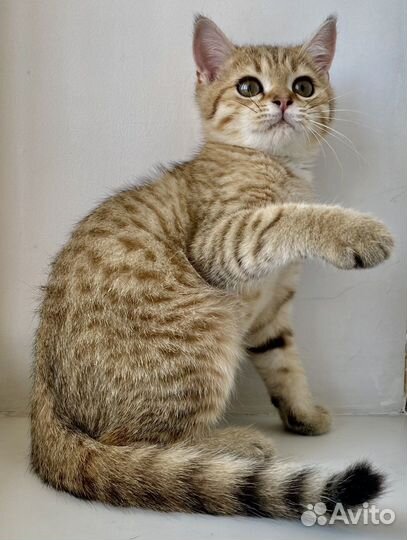 Шотланский котенок