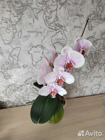 Орхидея фаленопсис Претти Романс