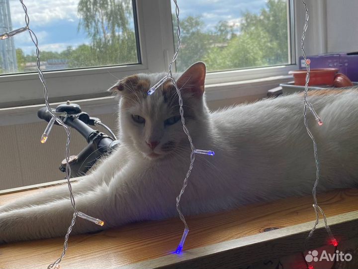 Кошечка в добрые руки