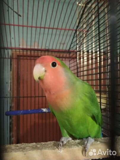 Попугай неразлучник с клеткой