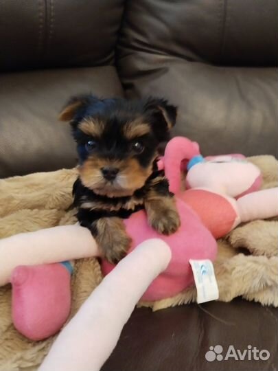 Йоркширский терьер мальчик и девочка