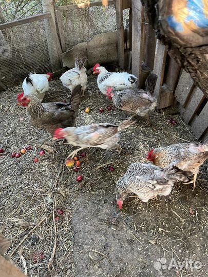 Куры несушки