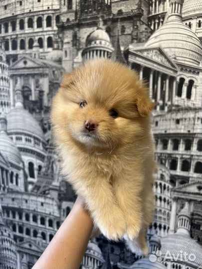 Померанский шпиц