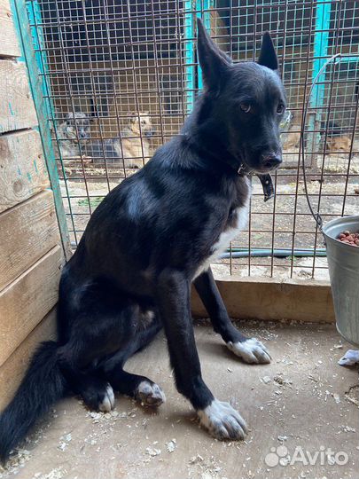 Собака Лучик из приюта очень ждет свою семью