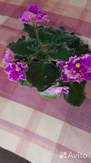 Продам фиалки