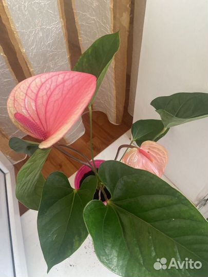 Антуриум Саммер love