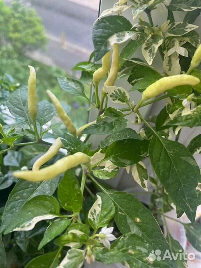 Перец комнатный острый