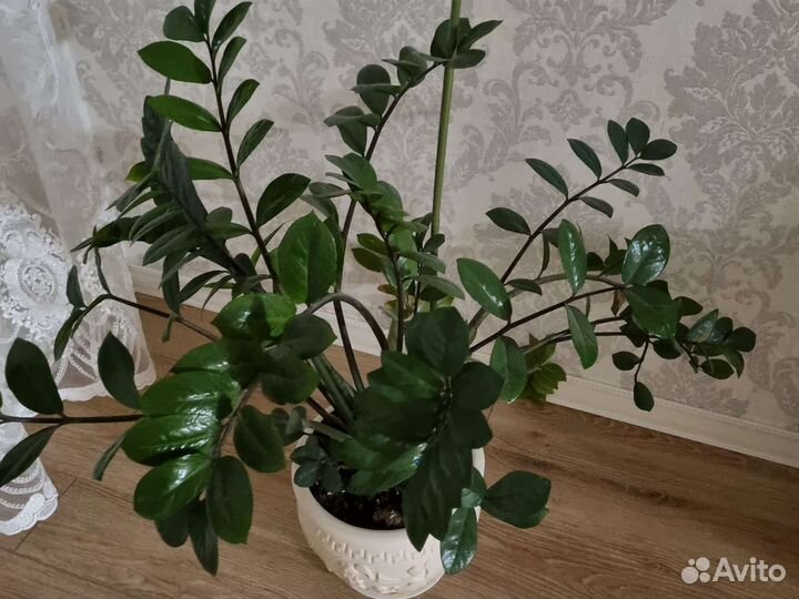 Замиокулькас