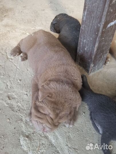 Щенки шарпея