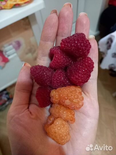 Малина саженцы