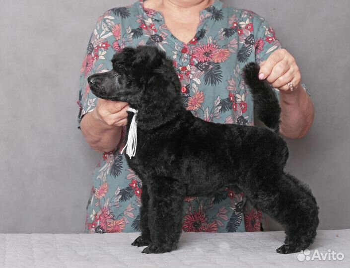 Мальчик большого пуделя