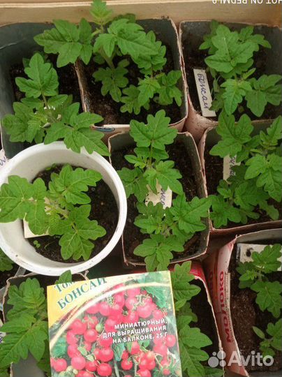 Рассада комнатных помидоров и перцев