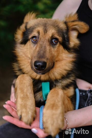 Щенок Вивальди. Приют Некрасовка