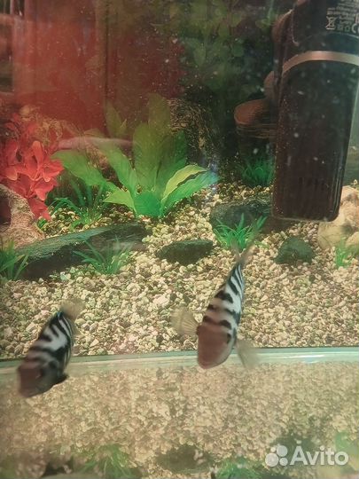 Рыбы цихлиды