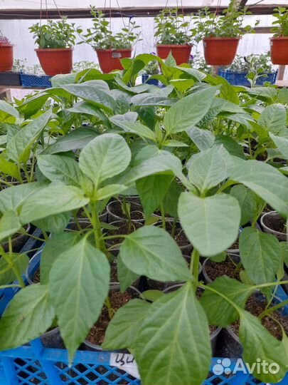 Рассада овощей