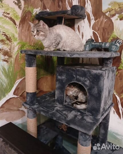 Передержка кошек инвалидов или маленьких собак