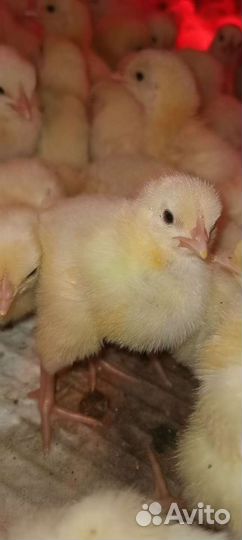 Бройлер суточный и подрост(в наличии)