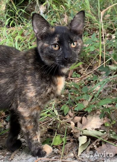 Черепаховая кошечка - котенок девочка